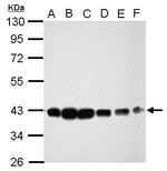 CIAPIN1 Antibody in Western Blot (WB)