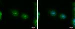 ErbB4 Antibody in Immunocytochemistry (ICC/IF)