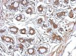 P2X7 Antibody in Immunohistochemistry (Paraffin) (IHC (P))