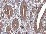 PPM1A Antibody in Immunohistochemistry (Paraffin) (IHC (P))