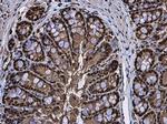 RUVBL1 Antibody in Immunohistochemistry (Paraffin) (IHC (P))