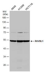 RUVBL1 Antibody in Western Blot (WB)