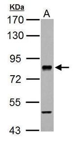 RSK2 Antibody in Western Blot (WB)