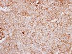 MCK10 Antibody in Immunohistochemistry (Paraffin) (IHC (P))