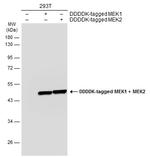 MEK2 Antibody in Western Blot (WB)