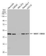 MEK2 Antibody in Western Blot (WB)