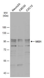 WEE1 Antibody in Western Blot (WB)