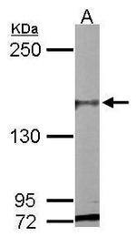 PASK Antibody in Western Blot (WB)