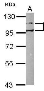 MCK10 Antibody in Western Blot (WB)