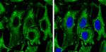 PKM2 Antibody in Immunocytochemistry (ICC/IF)