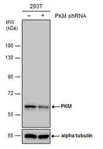 PKM2 Antibody