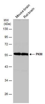 PKM2 Antibody in Western Blot (WB)