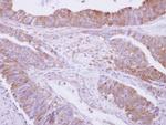 Drebrin Antibody in Immunohistochemistry (Paraffin) (IHC (P))