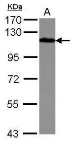 Drebrin Antibody in Western Blot (WB)