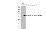 Fibulin 3 Antibody in Western Blot (WB)