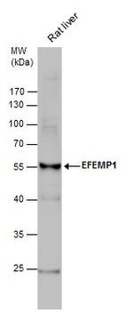 Fibulin 3 Antibody in Western Blot (WB)