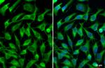 IDE Antibody in Immunocytochemistry (ICC/IF)