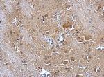 IDE Antibody in Immunohistochemistry (Paraffin) (IHC (P))