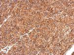 IDE Antibody in Immunohistochemistry (Paraffin) (IHC (P))