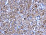 TGM2 Antibody in Immunohistochemistry (Paraffin) (IHC (P))