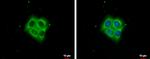 Ezrin Antibody in Immunocytochemistry (ICC/IF)