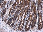 Ezrin Antibody in Immunohistochemistry (Paraffin) (IHC (P))