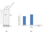 Ezrin Antibody in Western Blot (WB)