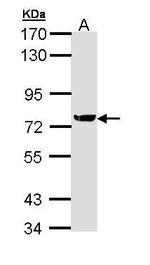 XRCC1 Antibody in Western Blot (WB)