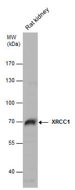 XRCC1 Antibody in Western Blot (WB)