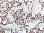 Adenylate Kinase 2 Antibody in Immunohistochemistry (Paraffin) (IHC (P))