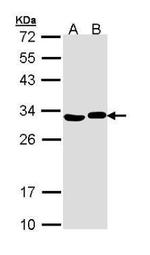 Adenylate Kinase 2 Antibody in Western Blot (WB)