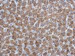 Adenylate Kinase 2 Antibody in Immunohistochemistry (Paraffin) (IHC (P))