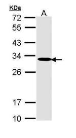 Adenylate Kinase 2 Antibody in Western Blot (WB)