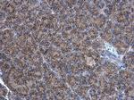 Adenylate Kinase 2 Antibody in Immunohistochemistry (Paraffin) (IHC (P))