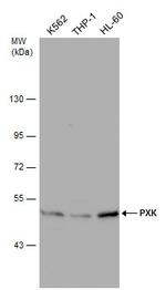 PXK Antibody in Western Blot (WB)