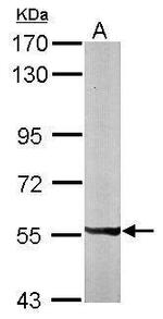 PXK Antibody in Western Blot (WB)