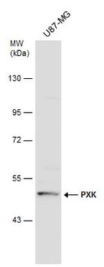 PXK Antibody in Western Blot (WB)