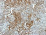 GALK2 Antibody in Immunohistochemistry (Paraffin) (IHC (P))