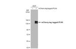 PLK4 Antibody in Western Blot (WB)