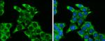 SFRP2 Antibody in Immunocytochemistry (ICC/IF)