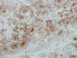 SFRP2 Antibody in Immunohistochemistry (Paraffin) (IHC (P))