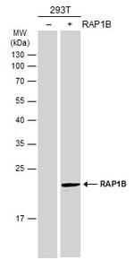 RAP1B Antibody in Western Blot (WB)