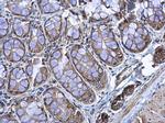 RPL17 Antibody in Immunohistochemistry (Paraffin) (IHC (P))