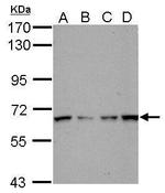 PCTAIRE1 Antibody in Western Blot (WB)