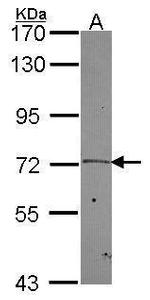 PLK2 Antibody in Western Blot (WB)