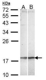 KappaB ras2 Antibody in Western Blot (WB)