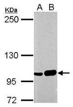 SFPQ Antibody in Western Blot (WB)