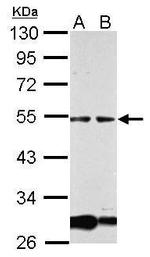 GCM1 Antibody in Western Blot (WB)