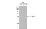 TUBA1A Antibody in Western Blot (WB)