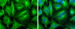 TUBA1A Antibody in Immunocytochemistry (ICC/IF)